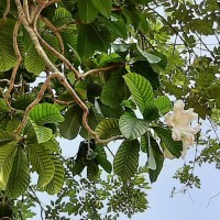 Beaumontia grandiflora Wall.